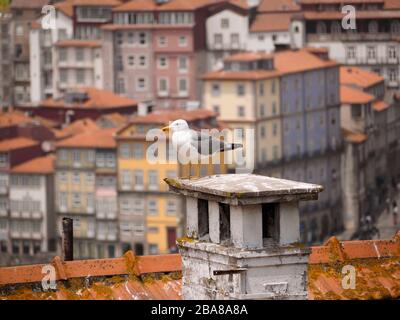 Möwe auf Schornstein mit historischen Gebäuden im Hintergrund Porto, Portugal Stockfoto