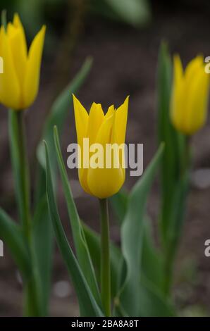 Gelbe Lilie geblüht Tulpe Seattle. Feld gelber Tulpen Stockfoto