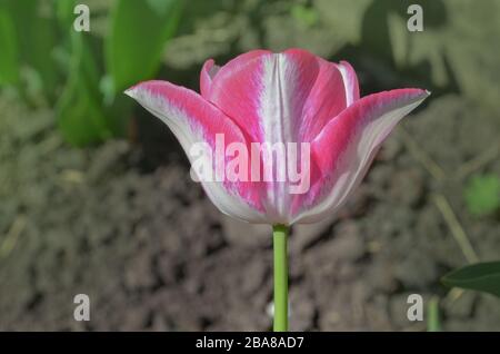 Tulip Del Piero. Weiße Tulpe breit mit Rosa umrandet. Die Blütenhülle ist gestreift oder meliert. Del Piero Tulpe weiß und pink Stockfoto