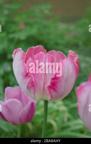 Rosa Papageien-Tulpe. Blassrosa, weißer Papageien-Tulpe. Tulip Aprikosenpapagei Stockfoto