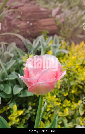 Zweifach rosafarbene Ponytulpe im Garten. Schöne doppelrosafarbene Tulpe. Rosa früh blühende Doppeltulpe Angelique Stockfoto