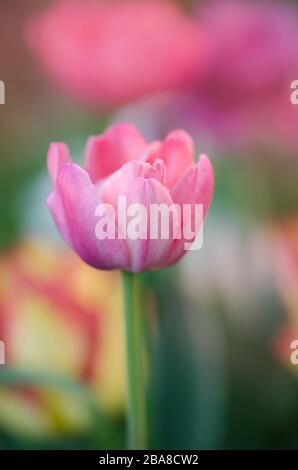 Zweifach rosafarbene Ponytulpe Double Shirley im Garten. Schöne doppelrosafarbene Tulpe. Pinkfarbene, pfirnblütige Doppeltulpe. Stockfoto