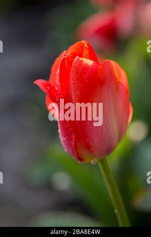 Eine Tulpe mit der Abendsonne, die nach Regenfällen in einem britischen Garten durch ihre Kronblätter scheint Stockfoto