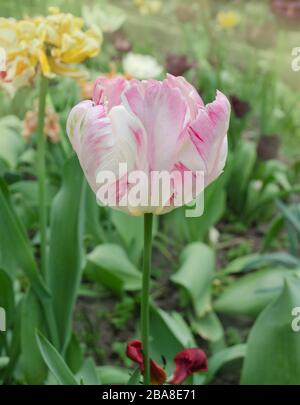 Rosa Papageien-Tulpe. Blassrosa, weißer Papageien-Tulpe. Tulip Aprikosenpapagei Stockfoto