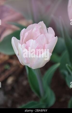 Zweifach rosafarbene Ponytulpe im Garten. Schöne doppelrosafarbene Tulpe. Rosa früh blühende Doppeltulpe nur ich Stockfoto