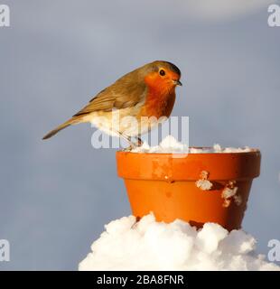 Robin Erithacus rubecula, auf dem Blumentopf aus Terrakotta im Schnee, Aberdeenshire, Schottland Stockfoto