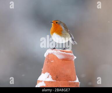 Robin Erithacus rubecula, auf dem Blumentopf aus Terrakotta im Schnee, Aberdeenshire, Schottland Stockfoto