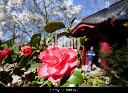 26. März 2020, Nordrhein-Westfalen, Leverkusen: Eine Kamelie streckt ihre Blüte zur Sonne am Eingang zum japanischen Garten. Der Garten bleibt wegen der Bestimmung der Bundesregierung, das Corona-Virus zu enthalten, geschlossen. Foto: Roberto Pfeil / dpa Stockfoto