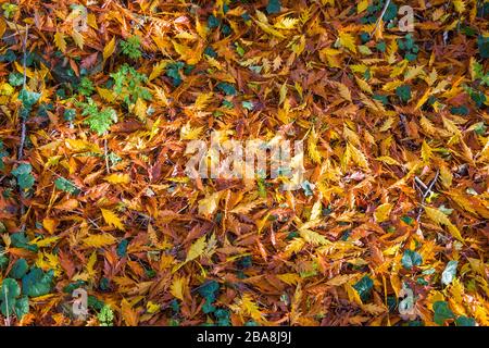 Abgefallene Buchenblätter aus Fagus sylvatica Asplenifolia, die im Herbst in einem englischen Garten einen goldenen Teppich bieten Stockfoto