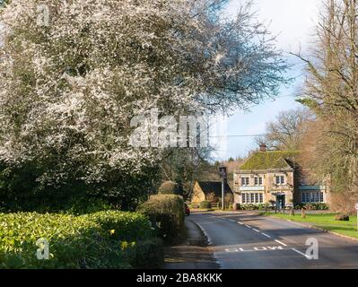 Blühende Schwarzdornbäume machen eine attraktive Dorflandschaft in Sandy Lane nahe Chippenham Wiltshire England UKU Stockfoto