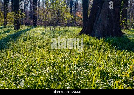 Mit Wunderleek bedeckter Waldboden, Berliner Bären-Knoblauch, Allium paradoxum, auf deutsch: Wunder-Lauch Stockfoto