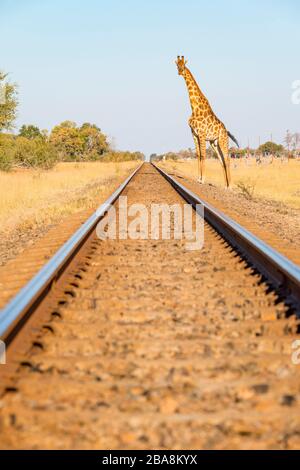 Eine Giraffe sah, wie sie eine Eisenbahnlinie im Hwange-Nationalpark in Simbabwe überquerte. Stockfoto