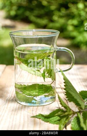 Frischer Kräuternesseltee. Grüne Brennnessel hinterlässt ein Glas in einem Garten auf einem Holztisch mit frischen Blättern im Vordergrund. Gewöhnliche oder stechende Brennnessel. Stockfoto