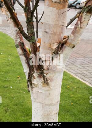 Silberweiße Rinde einer Birke (Faszination Betula albosinensis), die auf dem Gelände eines Gartencenters in Lancashire England UK wächst