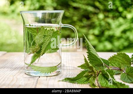 Frischer Kräuternesseltee. Grüne Brennnessel hinterlässt in einem Garten auf einem Holztisch mit frischen Blättern ein Glas. Gewöhnliche oder stechende Brennnessel. Stockfoto