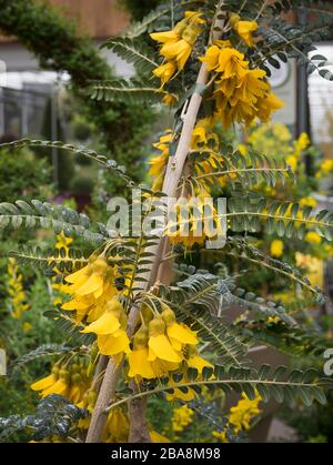 Gelbe Blumen auf einer Sophoro Sun King Anlage zum Verkauf in einem englischen Gartencenter in Lancashire England Großbritannien Stockfoto