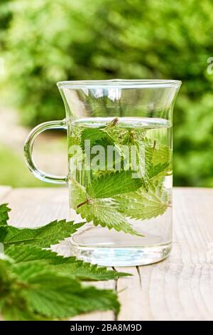 Frischer Kräuternesseltee. Grüne Brennnessel hinterlässt ein Glas in einem Garten auf einem Holztisch mit frischen Blättern im Vordergrund. Gewöhnliche oder stechende Brennnessel. Stockfoto