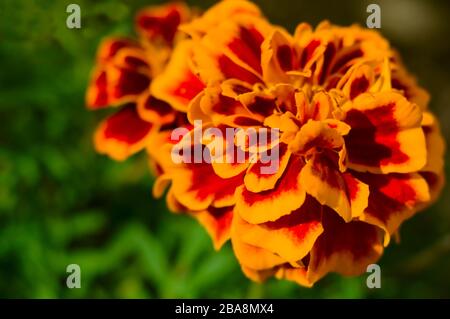 Orangefarbene marigalte Blume auf unscharfem grünen Hintergrund. Tagetes Patula. Makro. Nahaufnahme. Weicher Fokus. Ausgewählter Fokus. Stockfoto