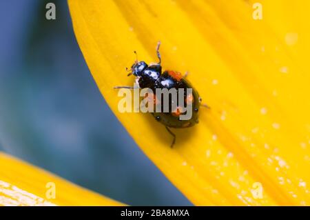 Schwarzer Marienkübel auf der Blütenhülle einer gelben Blüte. Weicher Fokus, ausgewählter Fokus. Stockfoto