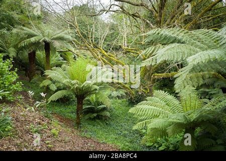 Alte und neue Bäume befinden sich im Talgarten von Tree Fern bei Trewidden in der Nähe von Penzance Cornwall England UK Stockfoto