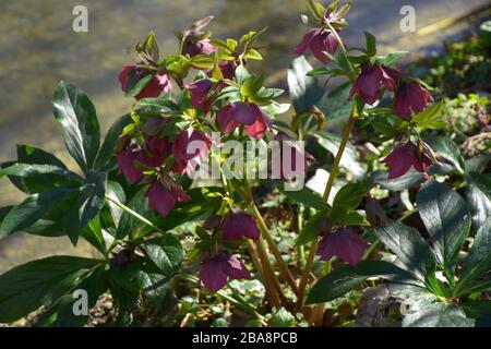 Schwarze Hellebore tief violette Blumen im Frühjahr, blühende weihnachten stieg Anfang märz in der Nähe des Waldbaches Stockfoto