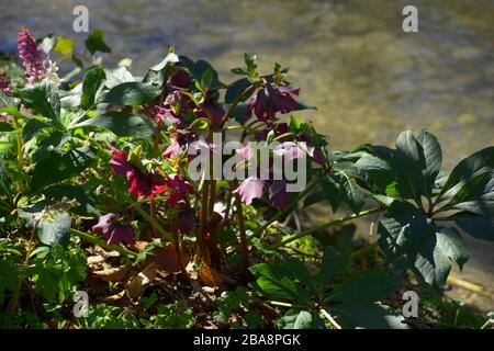 Die blühende weihnachtszeit stieg Anfang märz in der Nähe von Wasser, schwarze Hellebore in der Blüte Stockfoto