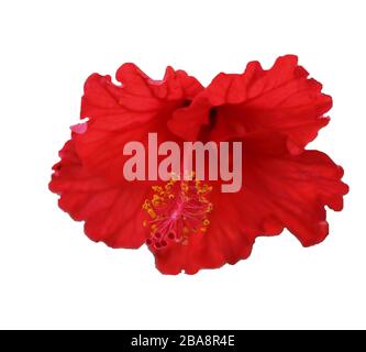 Mikroaufnahme der Hibiskusblüte auf weißem isoliertem Hintergrund, roter Hibiskus Stockfoto