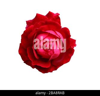 Kopfschuss aus roter Rosette ( Rose isoliert) Blume auf weiß isoliertem Hintergrund Stockfoto