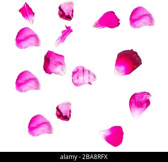Geld-Rosenblätter ( Blumenblätter) auf weiß isoliertem Hintergrund Stockfoto