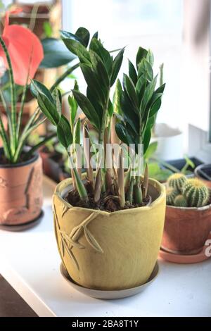 Zamioculcas zamiifolia - grüne Hauspflanze alias Dollarbaum Stockfoto