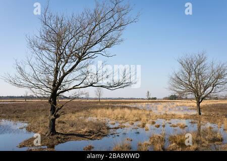 Genug Wasser nach zwei Trockenjahren im Frühjahr 2020 im Naturschutzgebiet 'Strabrechtse Heide' in den Niederlanden Stockfoto