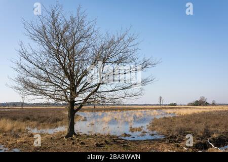 Genug Wasser nach zwei Trockenjahren im Frühjahr 2020 im Naturschutzgebiet 'Strabrechtse Heide' in den Niederlanden Stockfoto