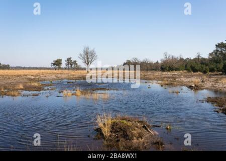 Genug Wasser nach zwei Trockenjahren im Frühjahr 2020 im Naturschutzgebiet 'Strabrechtse Heide' in den Niederlanden Stockfoto