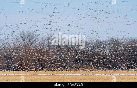 Eine große Gruppe von Schneeggänsen, die von einem Feld in Migration nahe dem Platte River und Kearney, Nebraska, abfahren Stockfoto