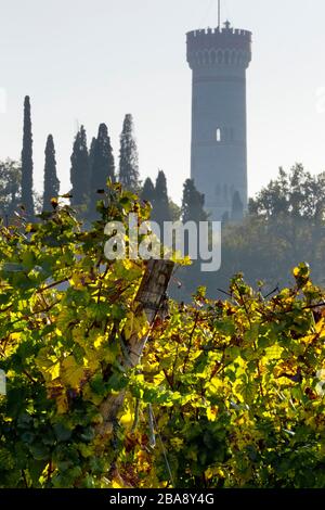 Weinberge des DOC-Weins San Martino della Battaglia. Im Hintergrund der monumentale Turm des italienischen Risorgimento. Lombardei, Italien. Stockfoto