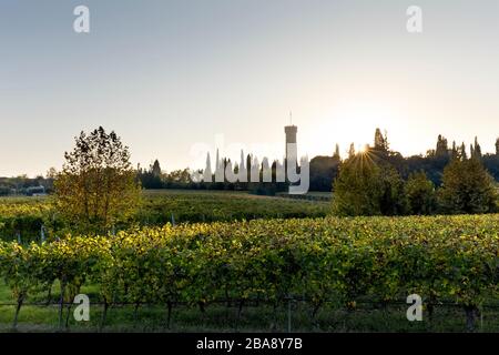 Weinberge des DOC-Weins San Martino della Battaglia. Im Hintergrund der monumentale Turm des italienischen Risorgimento. Lombardei, Italien. Stockfoto