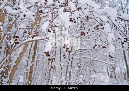 Ein Baumzweig mit kleinen, an einem frostigen Wintertag mit weißem flaumigem Schnee bedeckten Kegeln Stockfoto