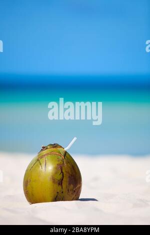 Boracay, Phillippinen, Insel, Kokosnuss am Strand Stockfoto