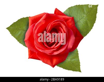 Schöne frische rote Rose mit grünen Blättern isoliert auf weißem Hintergrund. Stapeln Sie Nahaufnahme. Stockfoto