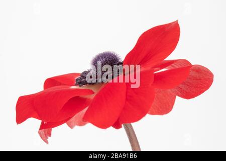 Nahaufnahme einer roten Anemone Coronaria de Caen 'Hollandia' Blume vor weißem Hintergrund Stockfoto