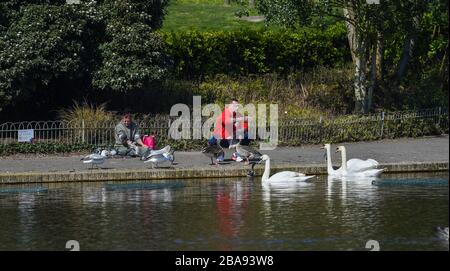 Brighton UK 26. März 2020 - Fütterung der Schwäne im Queens Park Brighton am Tag drei der Regierungen Sperrbeschränkungen während der Coronavirus COVID-19-Pandemie-Krise. Kredit: Simon Dack / Alamy Live News Stockfoto