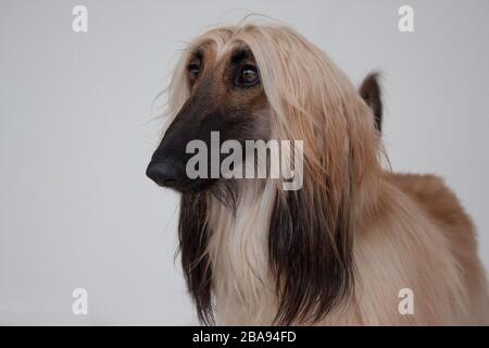 Süßer afghanischer Hund Nahaufnahme. Ostgräuel oder persischer Windhund. Haustiere. Stockfoto