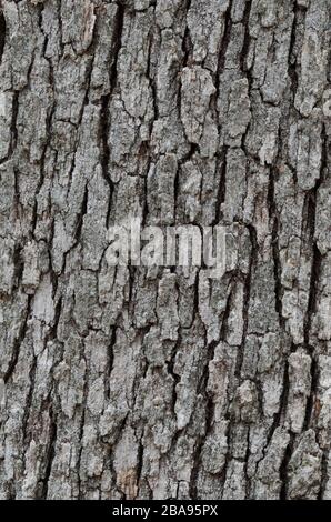 Posteiche, Quercus stellata, Rinde Stockfoto