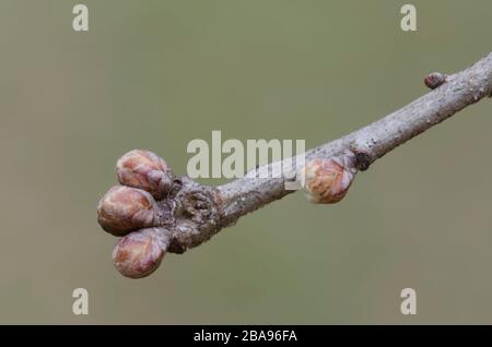 Post Oak, Quercus stellata, Knospen Stockfoto