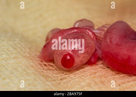 Nahaufnahme eines Katzen-Eierstocks in der Ovuationsphase Stockfoto