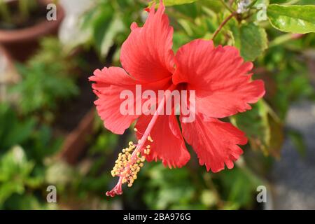 Rote einzelne schöne Hibiskusblüte und ein verwischter Topf Hintergrund Stockfoto