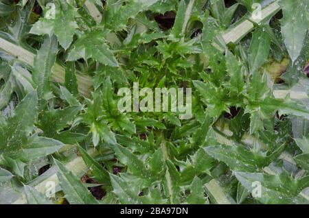 Speer Thistle, Cirsium vulgare, wächst auf Waldboden Stockfoto