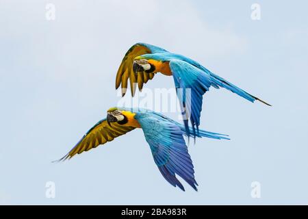 Zwei blaue und gelbe Makaw-Papagei im Flug Stockfoto