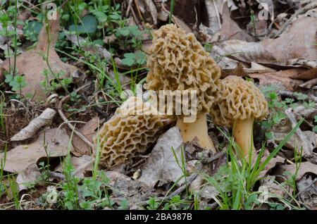 Morel, Morchella esculentoides, auf Waldboden Stockfoto