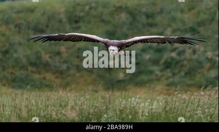 griffon Geier fliegt über Feld Stockfoto